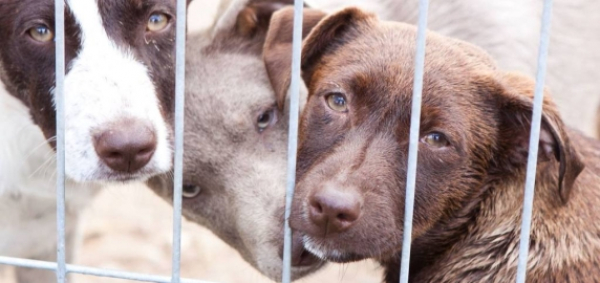 Ponad 100 psów czeka na dom w sokólskim schronisku [Film i Zdjęcia]