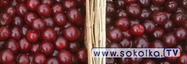 Słodkie wiśnie po 4 zł/kg  [Zdjęcia]