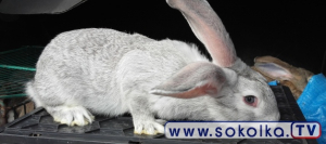 Żywe króliki na poniedziałkowym rynku [Zdjęcia]