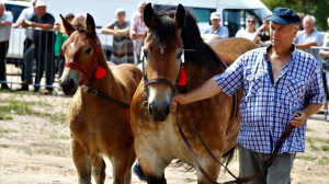 Jarmark oraz najpiękniejsze konie z regionu na dąbrowskiej targowicy miejskiej [Film i Zdjęcia]
