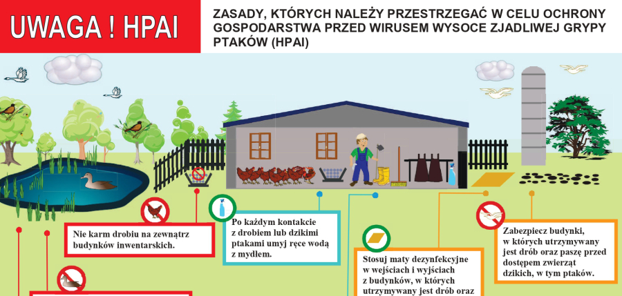 Informacja dotycząca rzekomego pomoru drobiu i ptasiej grypy.