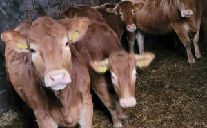 Trwają poszukiwania stada bydła mięsnego. Zwierzęta są bardzo przestraszone, mogą być agresywne. 