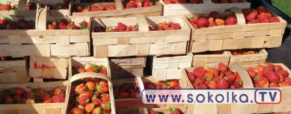 Poniedziałkowy rynek: 9 zł za kilogram truskawek [Zdjęcia]