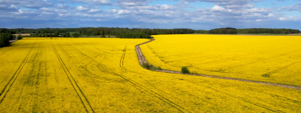 Złote łany rzepaku rozświetlają polski krajobraz