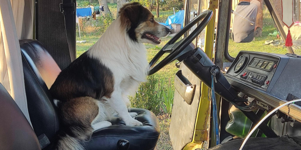Zaginął pies Alvaro &ndash; pom&oacute;żmy rodzinie z Sokolan.