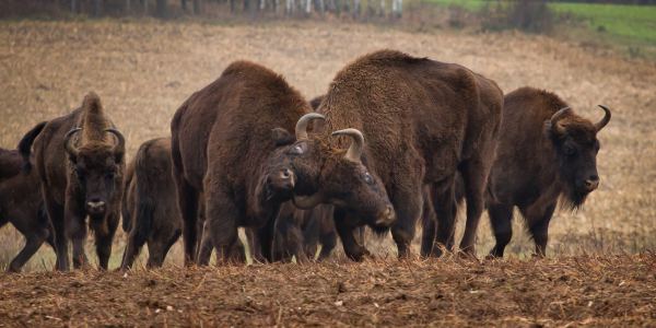 W Puszczy Knyszyńskiej żyje ponad 500 żubr&oacute;w