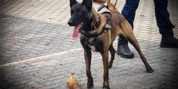 Gucio pomógł odnaleźć 49-latka, który uszkodził lustro spycharki i przyczepę kempingową