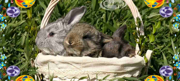 Wesołych Świąt Wielkanocnych Życzy Telewizja Sok&oacute;łka [Film]