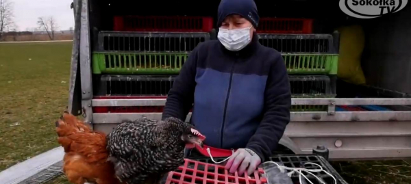 Suchowola wraca do "normalności"  [Film]