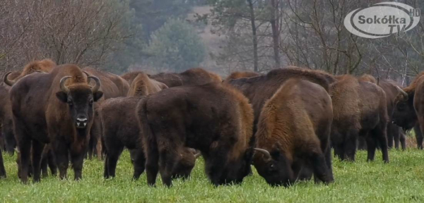 20 żubr&oacute;w z Puszczy Knyszyńskiej do odstrzału [Film]