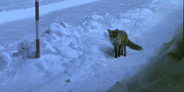Coraz częstsze spotkania z dzikimi zwierzętami