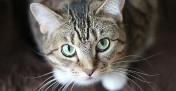 Międzynarodowy Dzień Kota, więc i my świętujmy razem z naszymi futrzastymi przyjaci&oacute;łmi [Galeria]