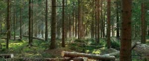 Przez około cztery miesiące będą trwały pomiary oraz inwentaryzacje drzewostanów w naszych lasach
