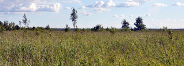 Dyrektor Biebrzańskiego PN ostrzega: do pożaru wystarczy kilka dni suchej i wietrznej pogody