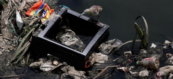 W organizmach ptak&oacute;w stwierdza się mn&oacute;stwo plastiku, naukowcy m&oacute;wią o "plastikozie"