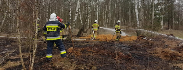 NA SYGNALE: Pożar lasu w Pawełkach [Zdjecia]
