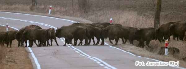 Żubry na "dziko" pod Krynkami [Film]