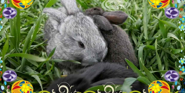 Życzenia z okazji prawosławnych Świąt Wielkanocnych od Telewizji Sok&oacute;łka