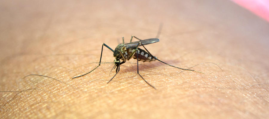 „Dlaczego natura wymyśliła komara? – pytanie bez odpowiedzi”.