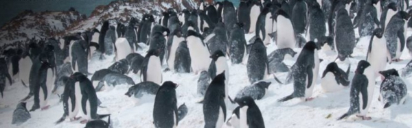 Antarktyka Stacja Polarna, Lodowce, Pingwiny [Film i Plakat]