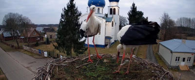 Już są! Pierwsi lokatorzy gniazda w nowym sezonie
