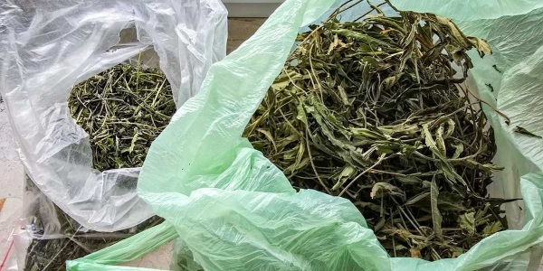 33 - letni mieszkaniec gminy Kuźnica został zatrzymany ze znaczną ilością narkotyk&oacute;w.