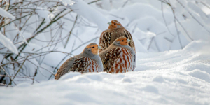 Spędź ferie z Biebrzańskim Parkiem Narodowym