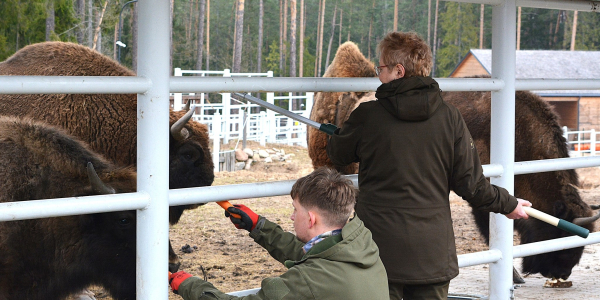 Dzidą przeciw chorobie