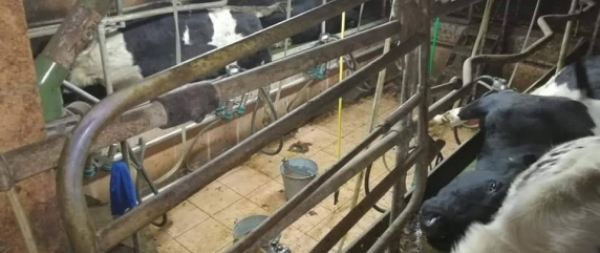 NA SYGNALE: Krowy porażone przez prąd [Zdjęcia]