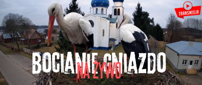 Bocianie gniazdo NA ŻYWO sezon 2025