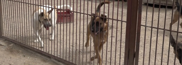 ZAPOWIEDŹ: Jak wygląda codzienność w sokólskim schronisku VITA Canis