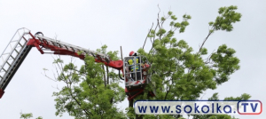Strażacy usunęli zagrażające bezpieczeństwu konary drzew [Film i Zdjęcia]