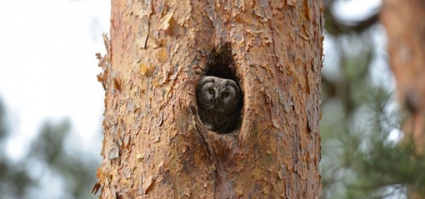 Rekordowa liczba projekt&oacute;w środowiskowych PGE w 2022 r.