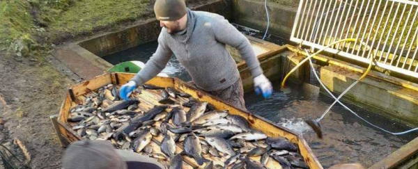 Prawie 700kg ryb trafiło do zalewów na ternie powiatu sokólskiego [Zdjęcia]