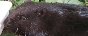 Leśnicy walczą o życie dzikiego bobra [Zdjęcia]