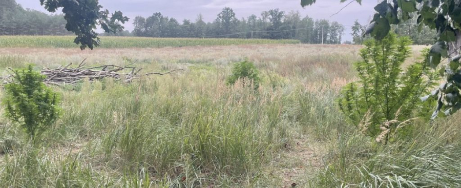 Za stodołą rósł „zielony ogródek”. Teraz właściciel odpowie przed sądem