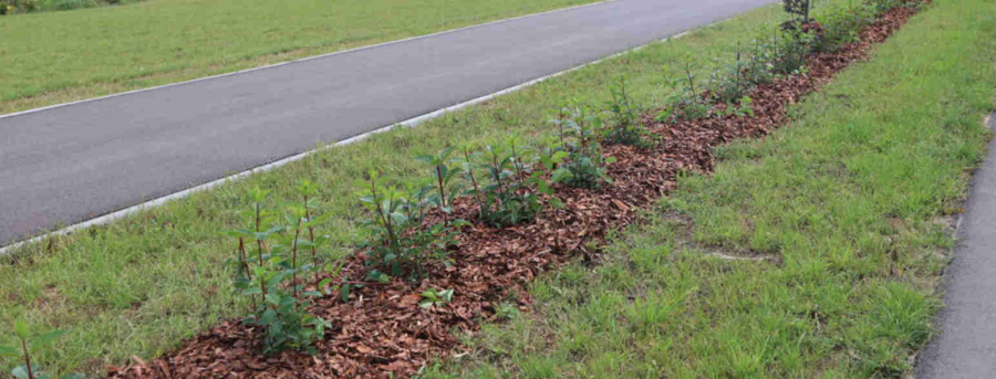 Więcej Zieleni w Dąbrowie Białostockiej