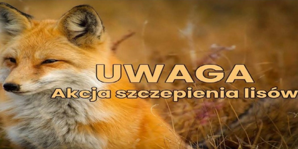 Komunikat Podlaskiego Wojew&oacute;dzkiego Lekarza Weterynarii, dotyczący szczepienia ochronnego lis&oacute;w wolno żyjących przeciwko wściekliźnie.