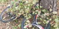 Skradziony rower przykrył gałęziami.