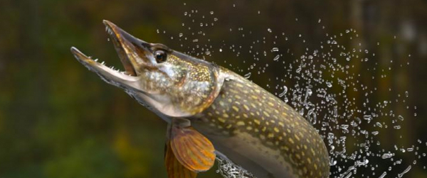 Koło PZW w Sok&oacute;łce zaprasza na zawody "Pierwszy Szczupak 2022"