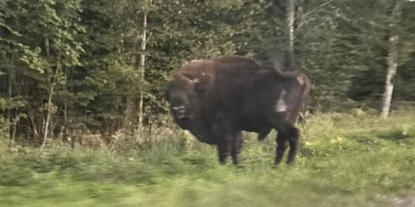 Zderzenie żubra z ciężar&oacute;wką na DK19.