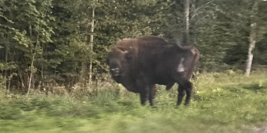 Zderzenie żubra z ciężarówką na DK19.