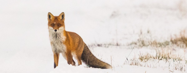 Wystawa zdjęć Mieczysława Żywolewskiego pt. &bdquo;Sok&oacute;lszczyzna zimą&rdquo;