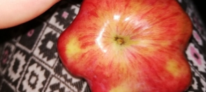 Gwiezdne jabłka [Zdjęcia]