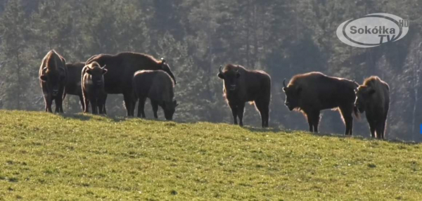 OKIEM KAMERY: Stado żubr&oacute;w pod Malawiczami [Film]