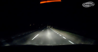 Kierowco, zdejmij nogę z gazu! Uwaga na łosie!