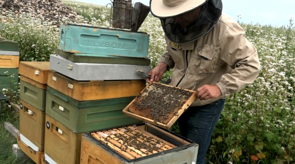BARTNIK SOK&Oacute;LSKI