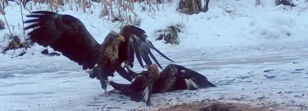 Rzadki gość z Karpatii: młody orzeł przedni w Kotlinie Biebrzańskiej