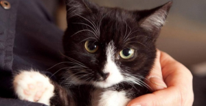 Zaadoptuj mnie: Trzymiesięczna koteczka Sari poleca się do adopcji [Zdjęcia]