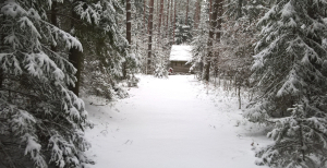 Zaproszenie na spacer literacki z cyklu &quot;Cztery pory roku w arboretum&quot;.